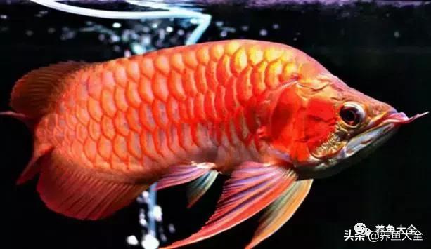 第一天养鱼需要注意什么吗,养鱼天气热了需要注意什么