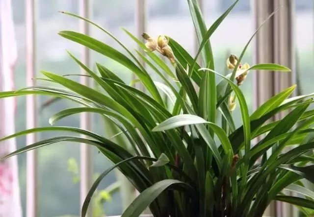 仅用树皮养兰花的方法,树皮养兰花什么样的树皮最好看