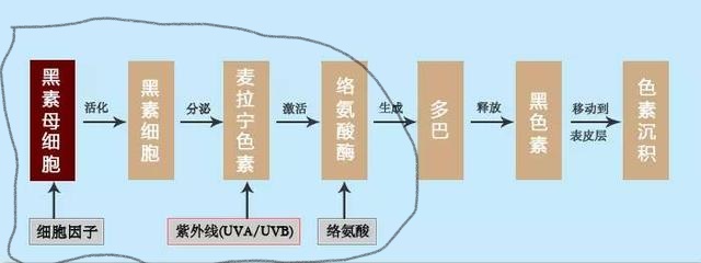 烟酰胺维生素c美白吗,烟酰胺维c润肤乳真的可以美白吗