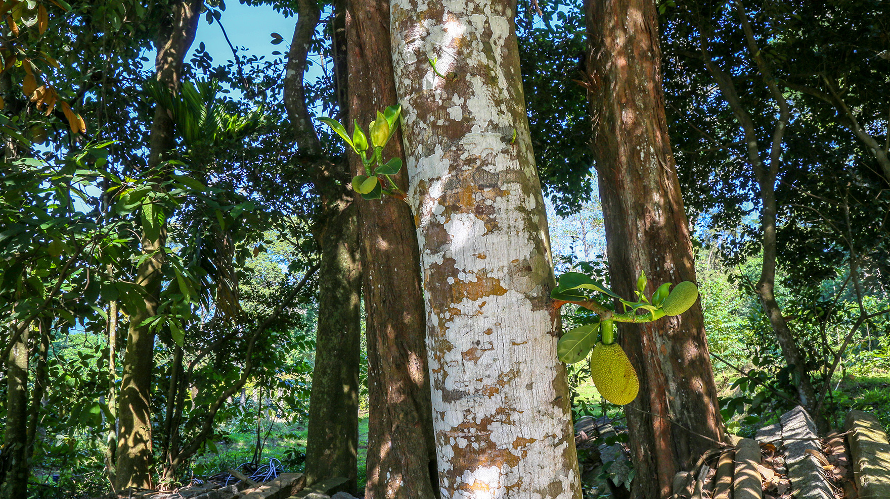 兴隆热带植物园里，到底藏了多少秘密