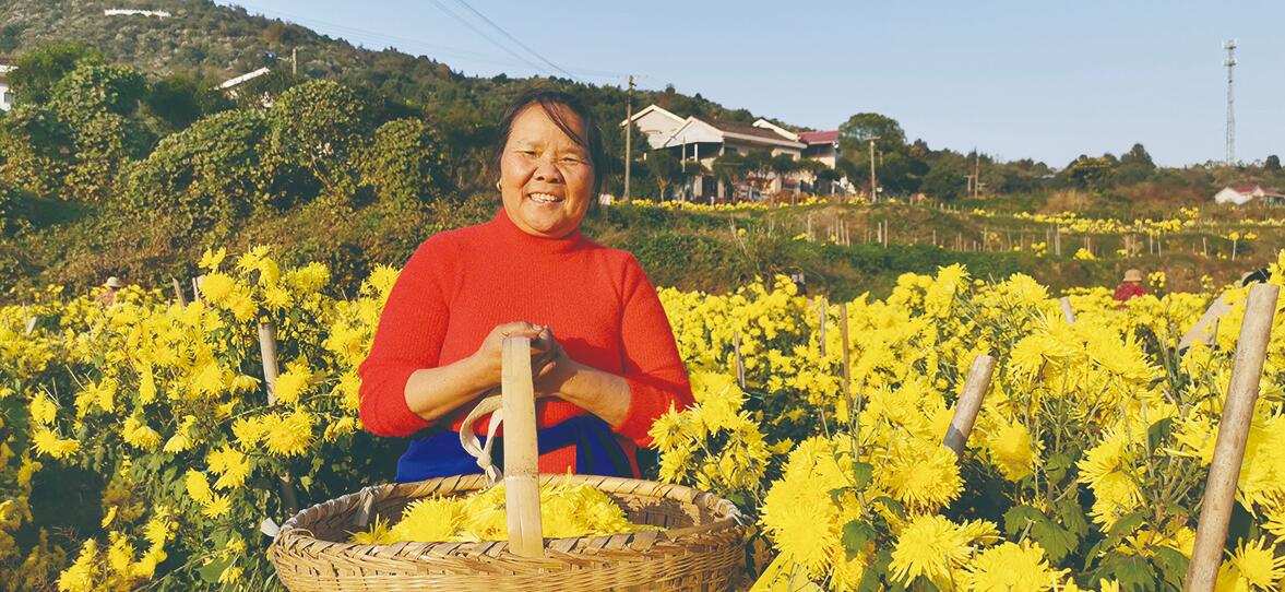 哪里盛产金丝黄菊,金丝皇菊适合哪些地区种植