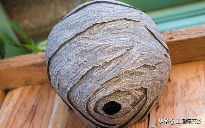 广西发现巨型马蜂,楼顶惊现巨型马蜂窝直径达半米