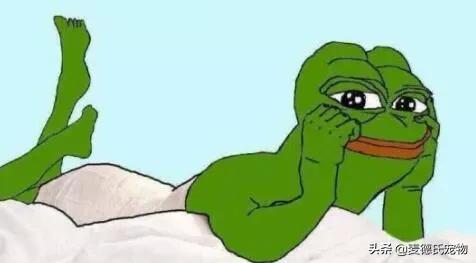 澳洲狗子吸毒,澳大利亚流浪狗