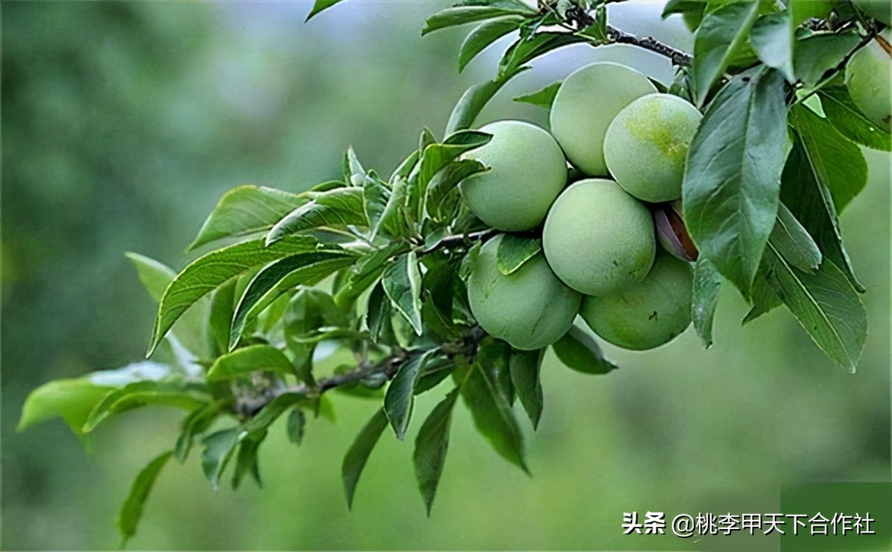 李子受了冻害怎么补救,李子树冻伤了没结果