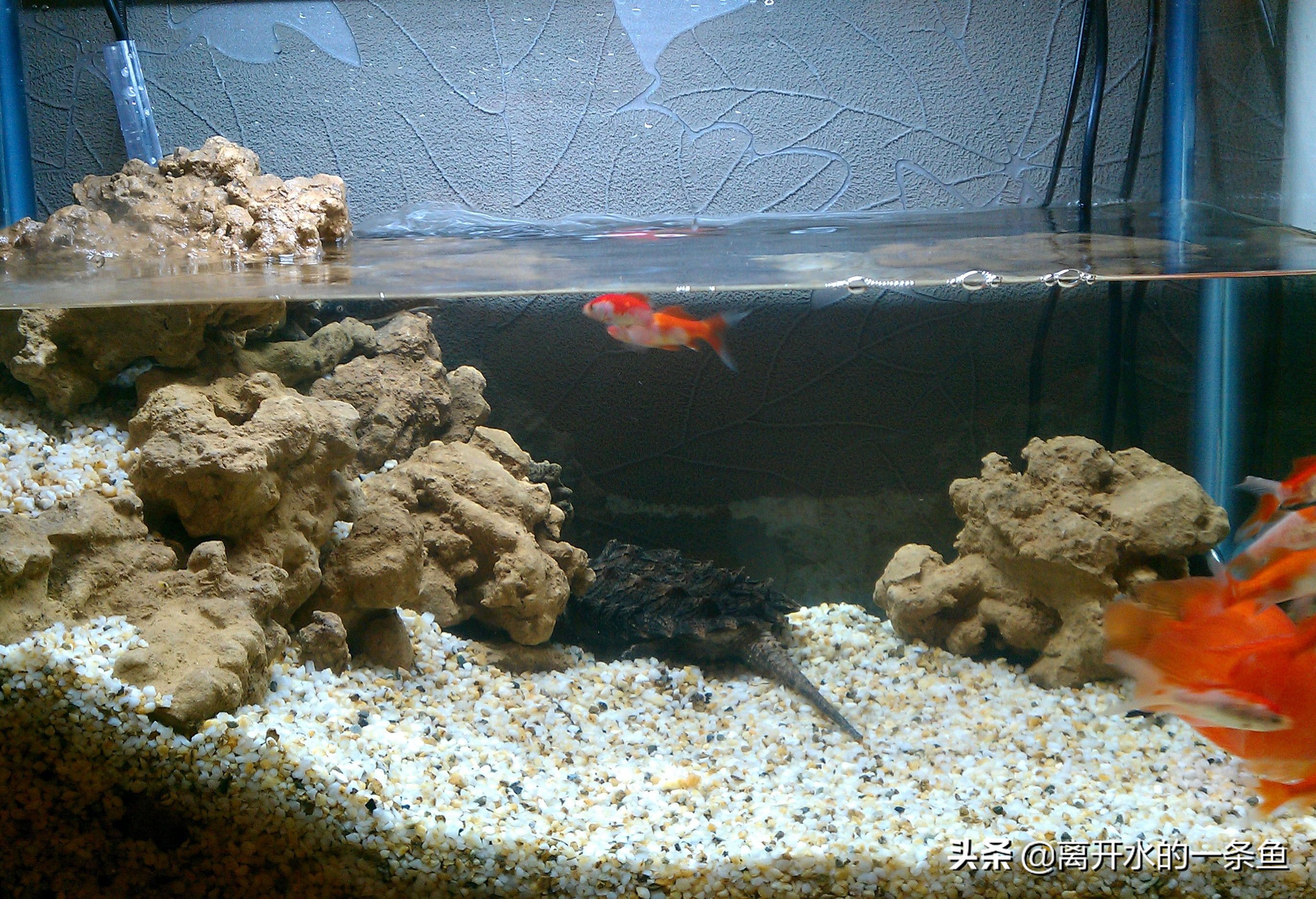 鳄龟怎么养龟背上才能长刺,鳄龟怎么养视频教程