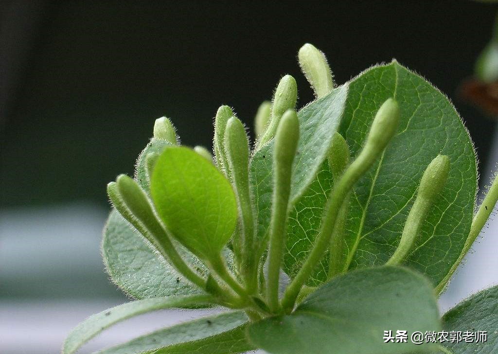 金银花病害及防治,金银花枝枯病的有效防治方法