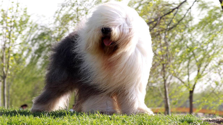 狗鼻子颜色是棕色的好吗,狗的鼻子的颜色有什么讲究吗