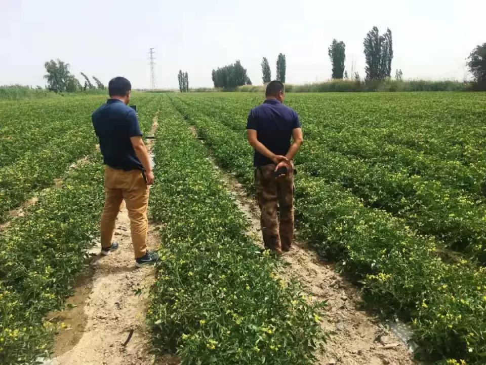 嘉施利化肥产品展示,嘉施利硝酸铵钙肥料