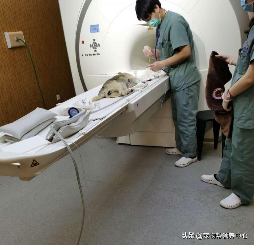 除夕,身上恶臭的萨摩耶在家门口流浪:为什么要抛弃我?