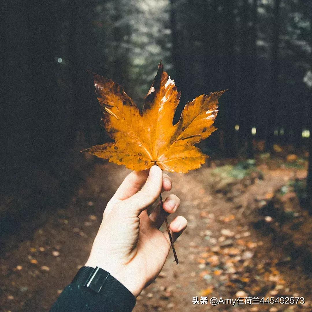 荷兰代购奶粉皇家美素佳儿,amy荷兰代购