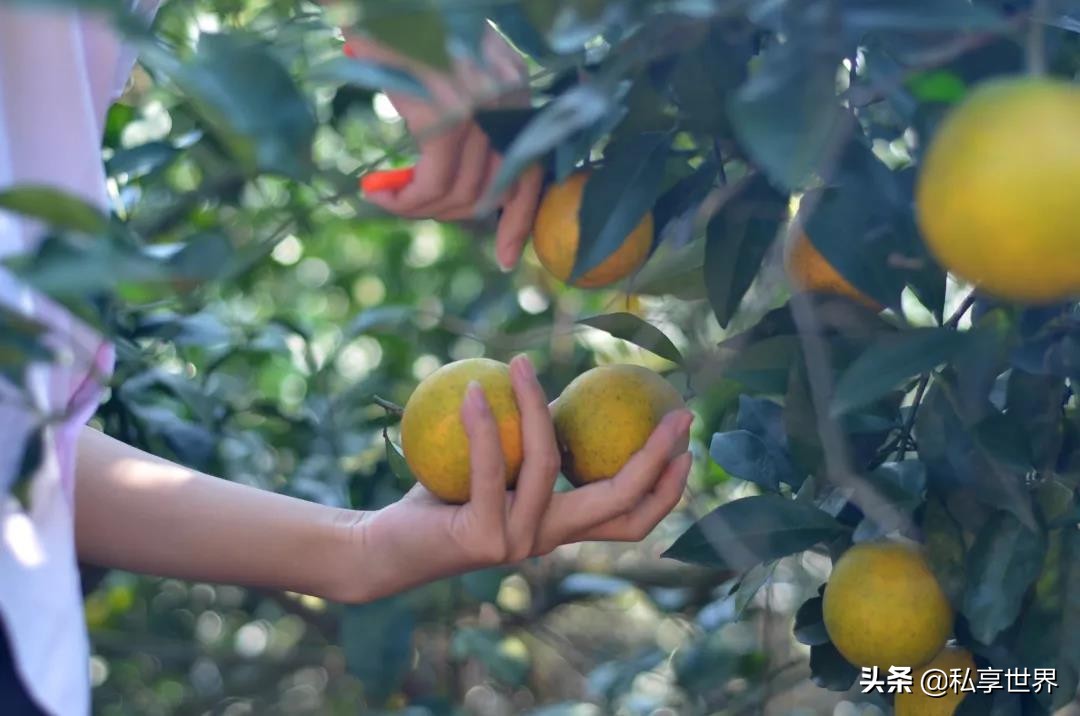 中国哪的橙子最出名,中国哪的橙子好吃产地排名