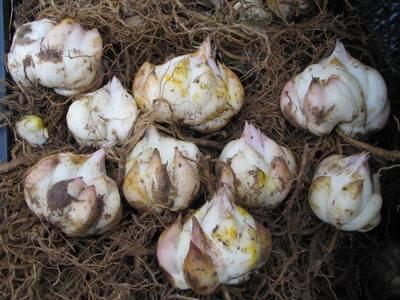 盆栽的百合种球怎样浇水,百合种球盆栽方法图