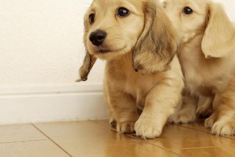 养狗喂狗粮喂多少合适,新手养狗应该怎么给狗狗喂餐