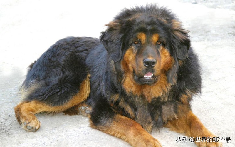 全球十大最凶猛犬类,全球最凶猛的狗排名