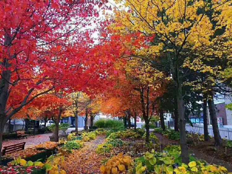 北美之星——温莎大学