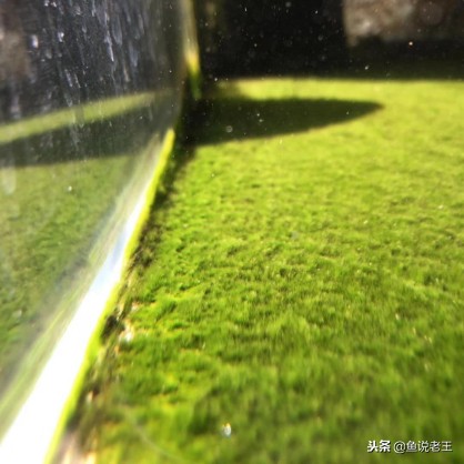 青苔能不能给鱼缸铺底,鱼缸里面青苔