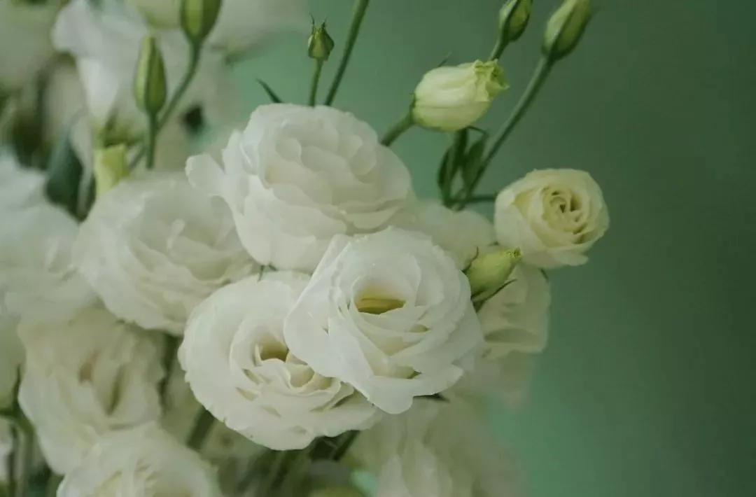 花材正确处理方式及日常养护,花材换水