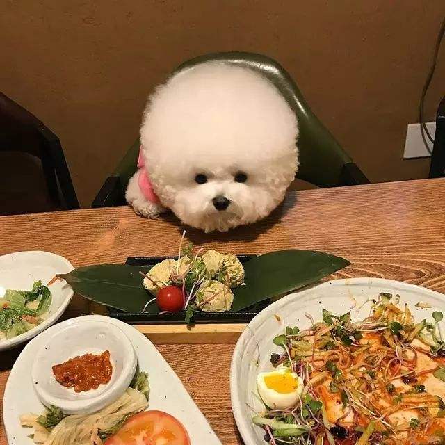 比熊泪痕重什么原因,比熊有泪痕的原因