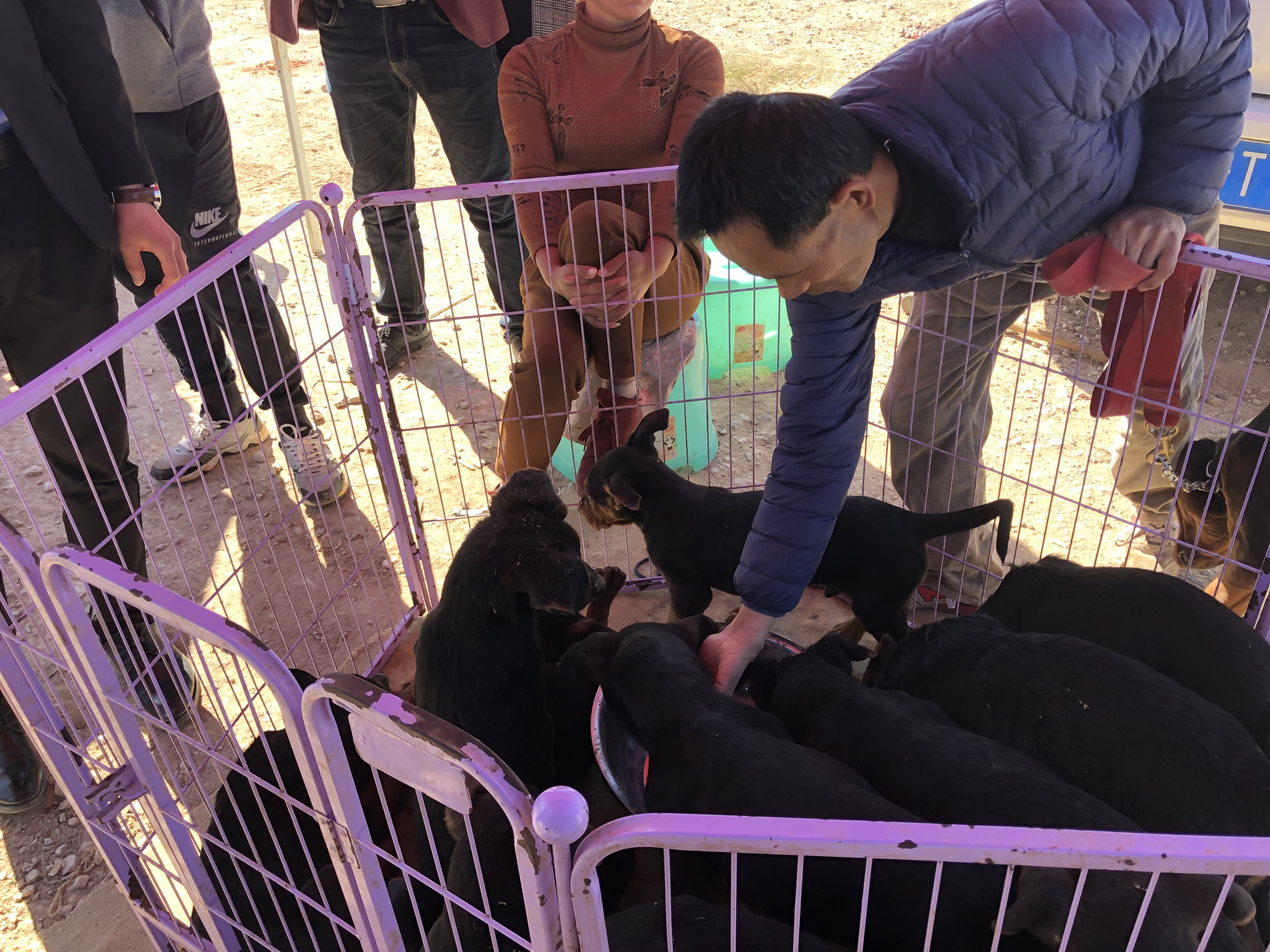 所有狗市卖巨型莱州红犬视频,狗市上的莱州红犬