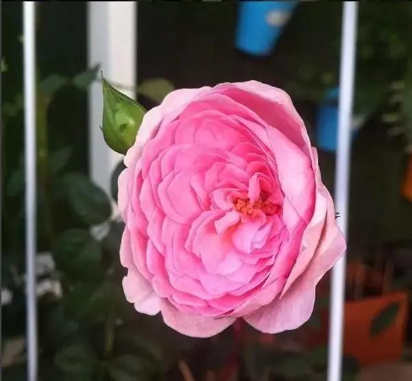 玫瑰花有哪些品种,玫瑰花有哪些品种大全