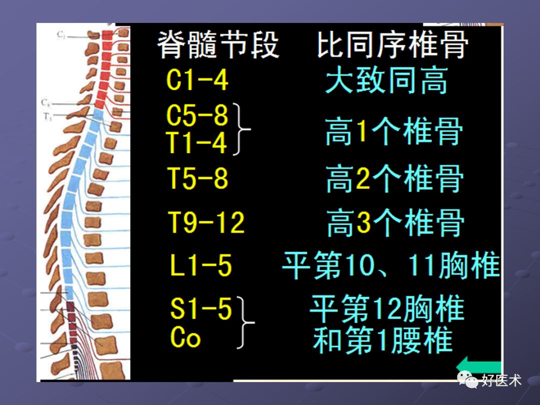 脊柱mri有哪些特点,乳腺疾病的mri诊断及鉴别