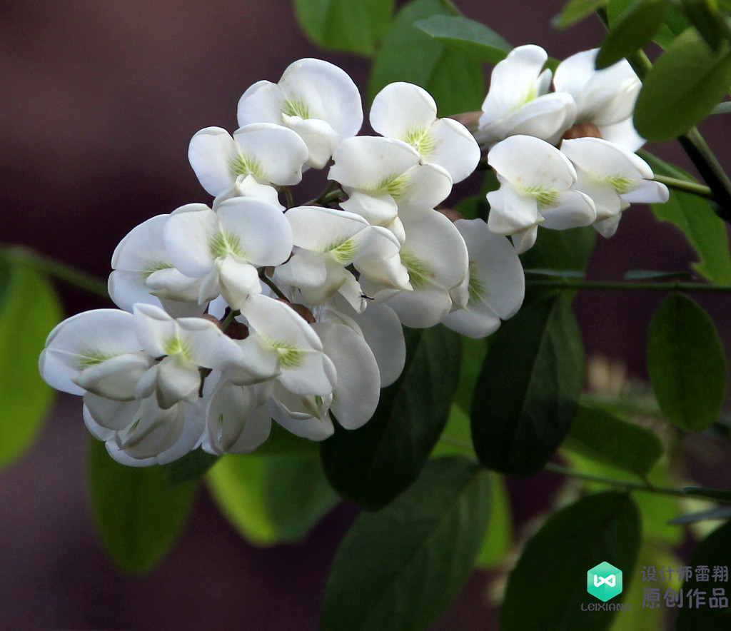 院子适合种的花和设计,庭院设计植物大全