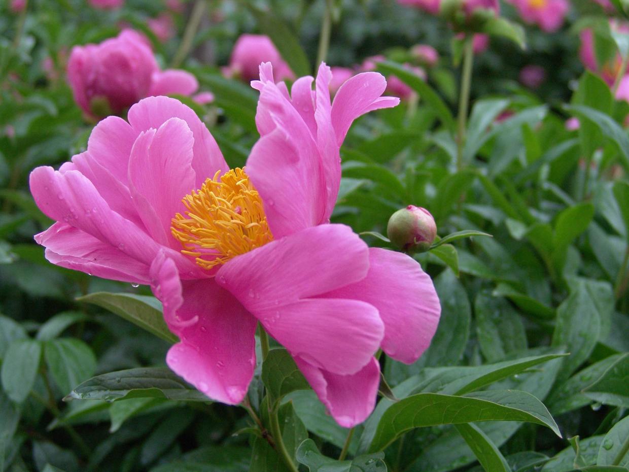 天热养什么植物好养,能在家养的芍药花的养护方法