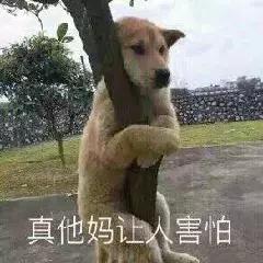 如此残暴的测评路子,这3款某宝销量火爆的宠物浴巾能否hold住?