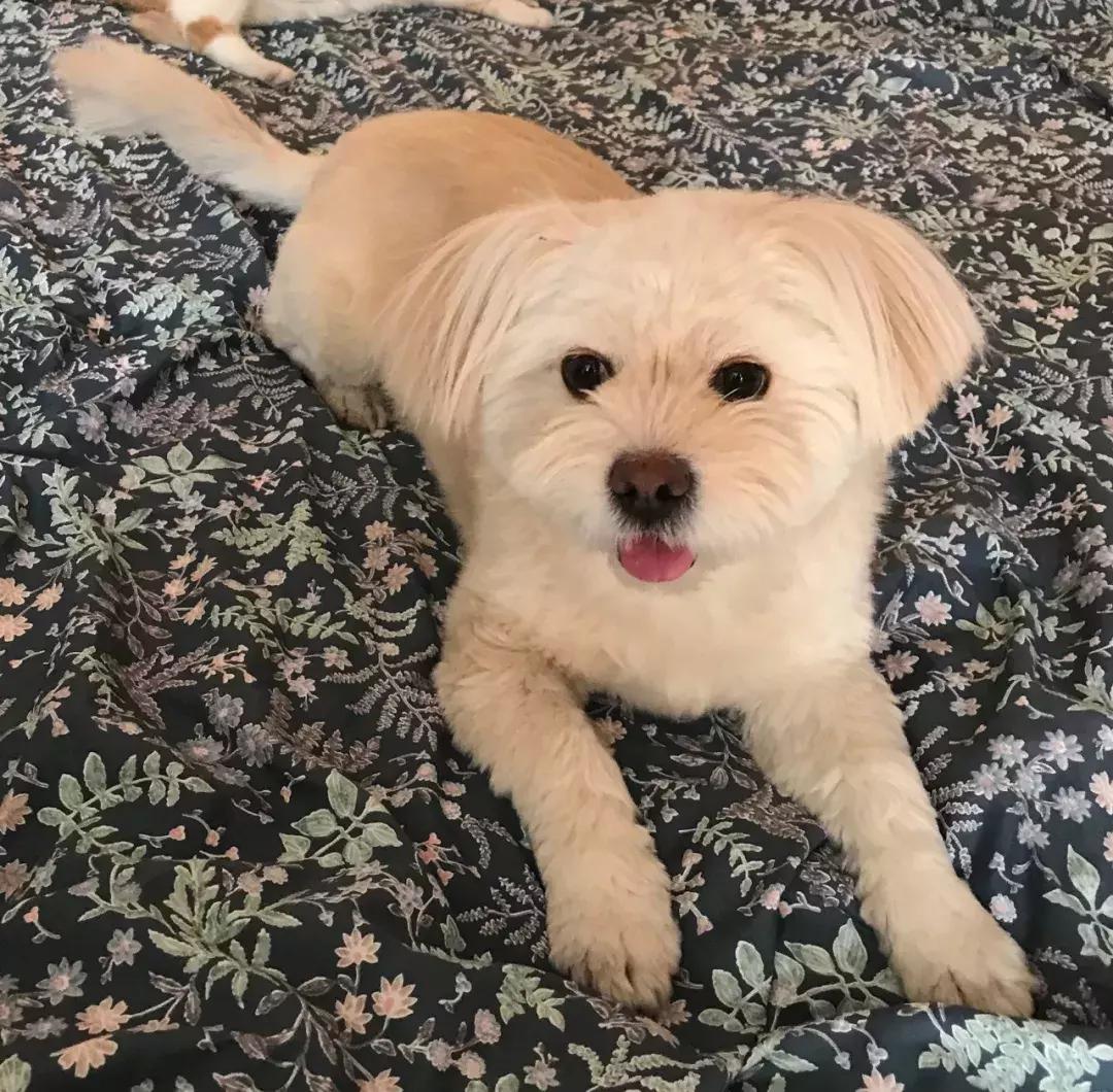 给它们一个家|线上宠物领养日,201903101