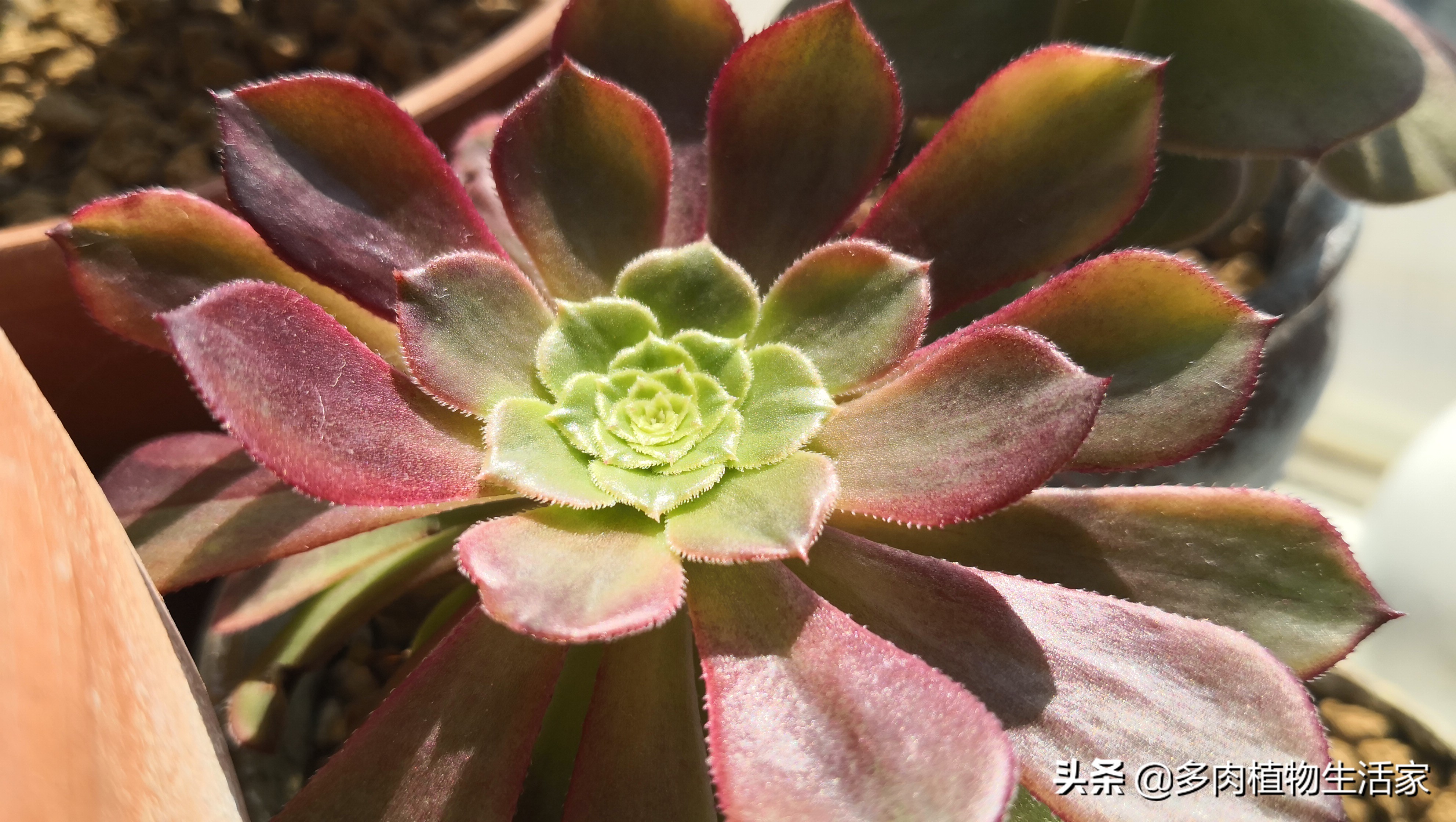 生石花多肉多久蜕皮,多肉生石花种子发芽过程