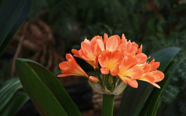 喜欢养君子兰的男人,家庭养君子兰