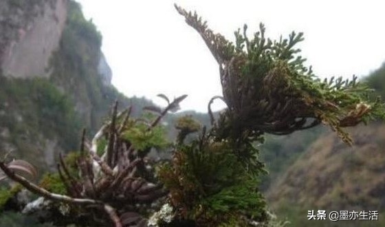 金庸小说中草药,金庸小说十大剧毒