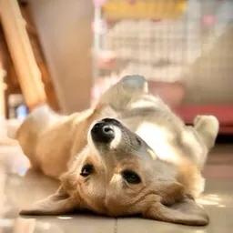 模仿狗狗睡姿,分享下你家狗子的睡姿