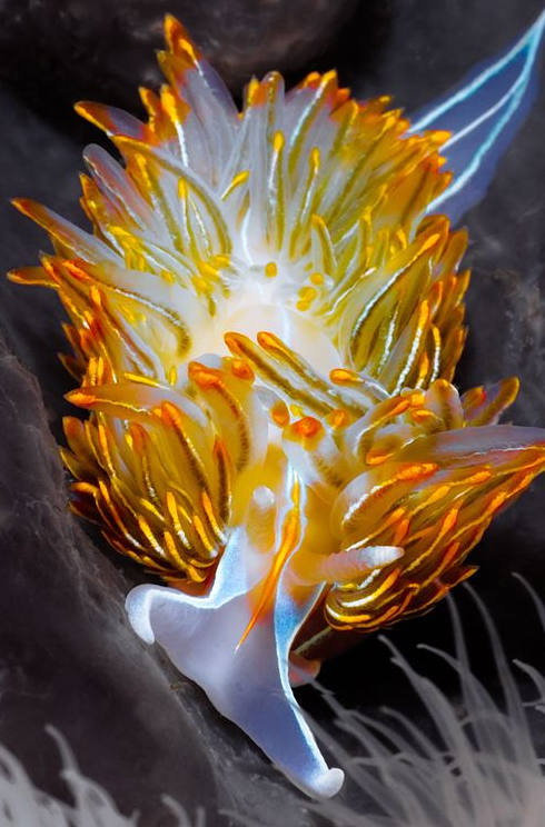 各种各样的真的小蜗牛,美丽的蜗牛图片