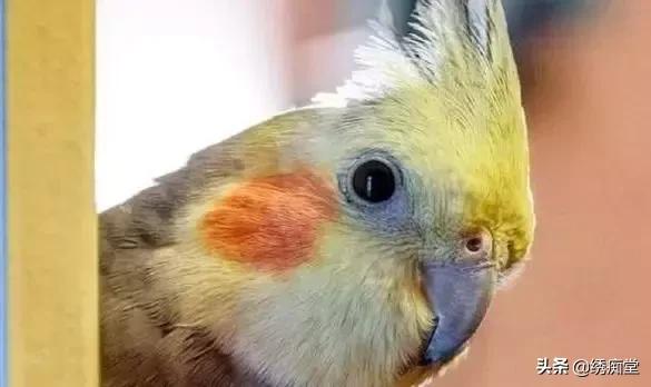 同时养两只鹦鹉打架怎么办,一起养两个鹦鹉怎么去训练