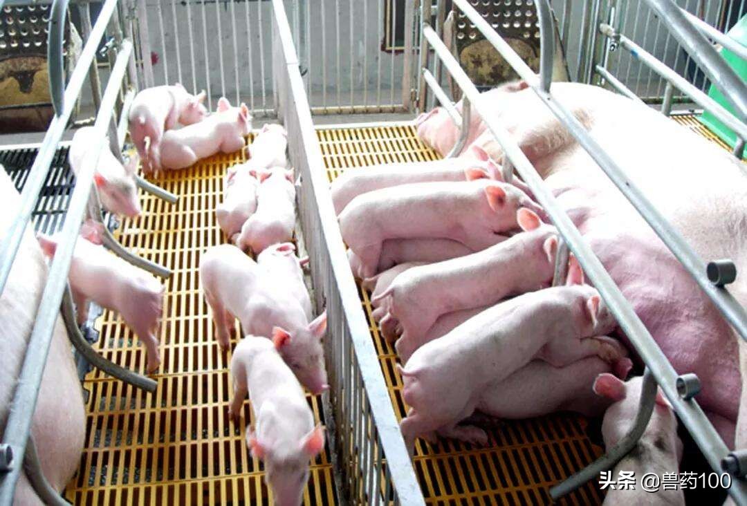 母猪流产怎么治,猪场母猪流产