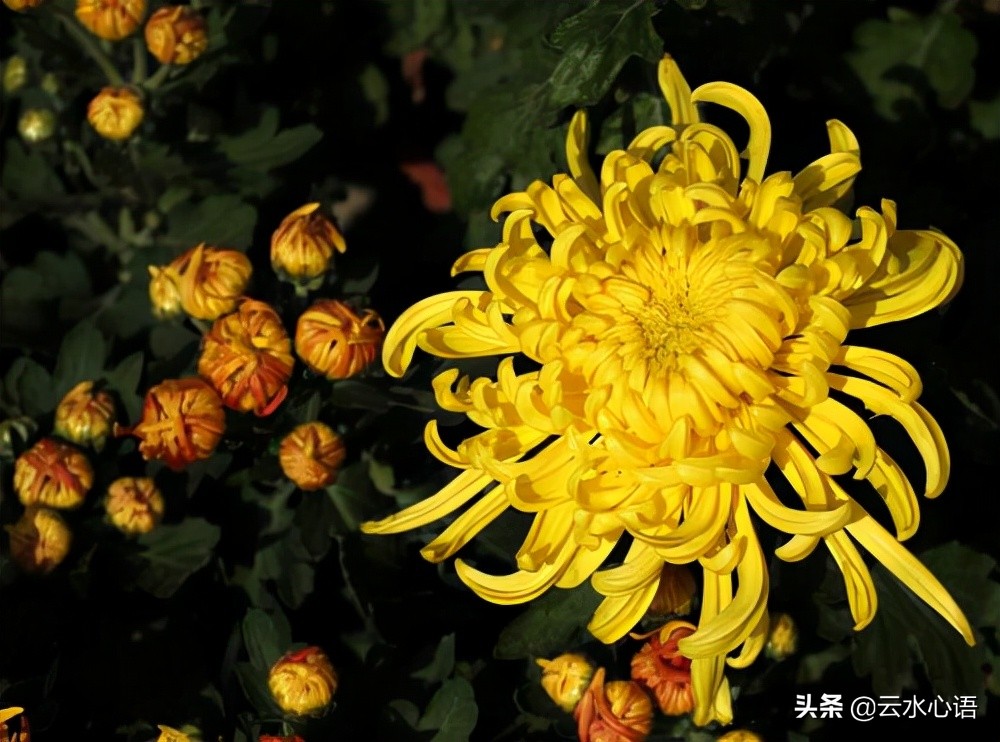 熊瑾玎的两首绝句，托物寓意，蕴含深远，堪为咏物诗中的佳作