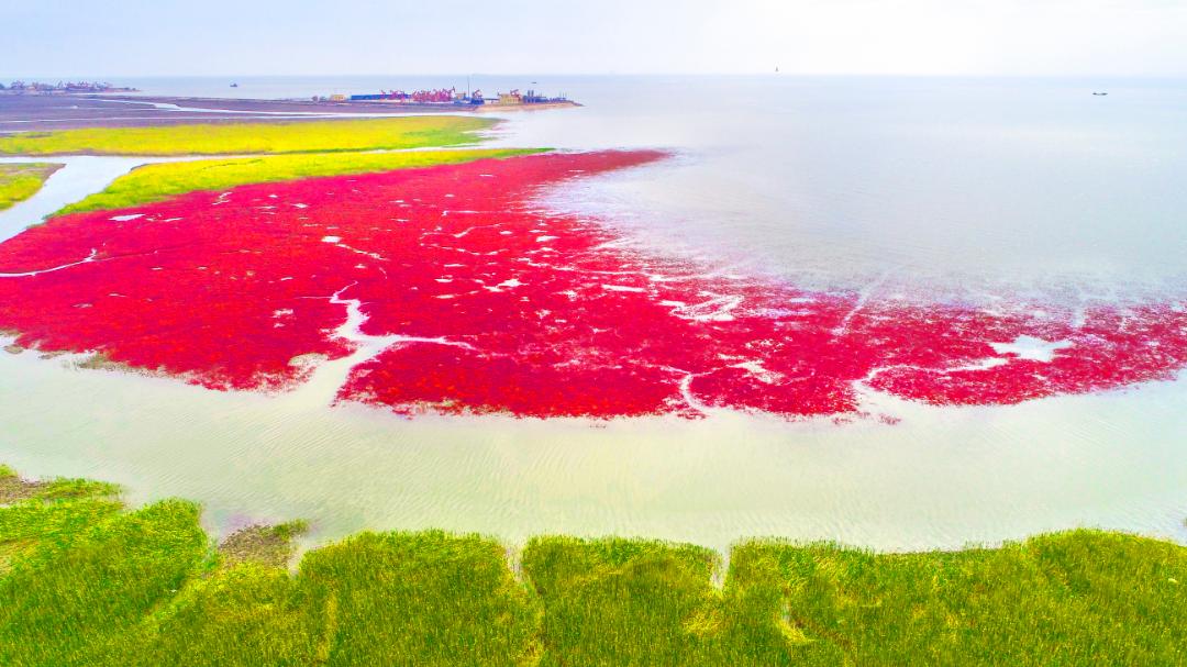 盘锦红海滩五月去好吗,五一盘锦红海滩