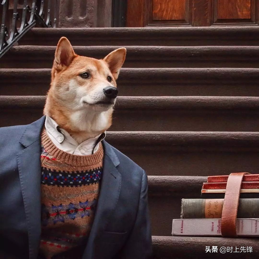 当狗狗穿上服装有多帅,当狗狗照镜子后发现自己是一只狗