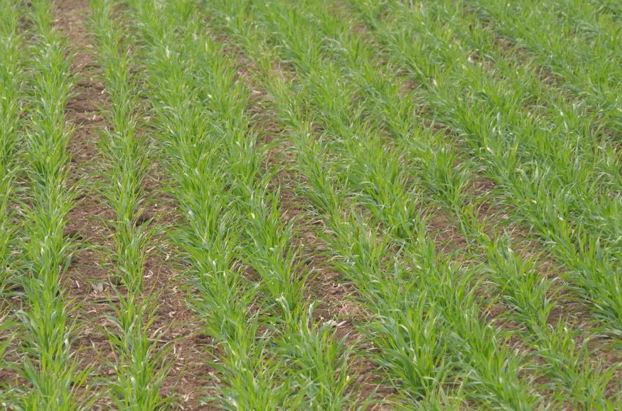 小麦种稀了年前怎样管理,今年种小麦的最佳时期