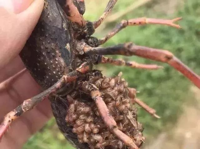 小龙虾有卵了怎么办,小龙虾产过卵以后是什么样子