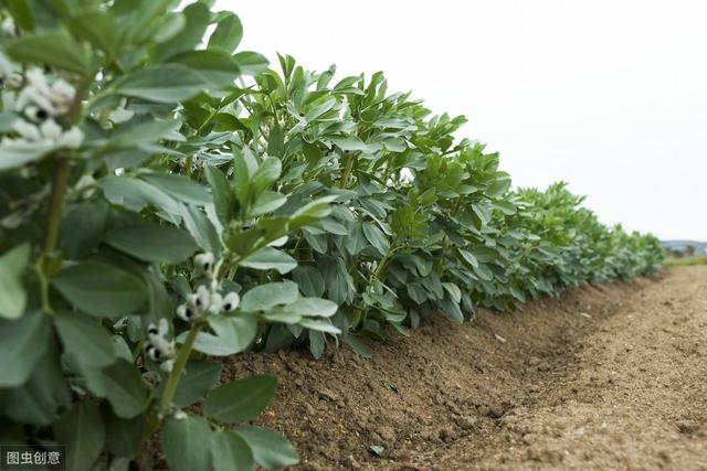 大棚蔬菜种植秋葵,黄秋葵大面积种植怎么育苗