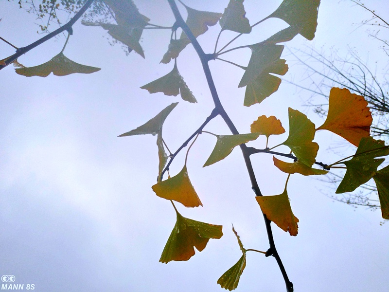 凌漆测评,mann8s三防手机