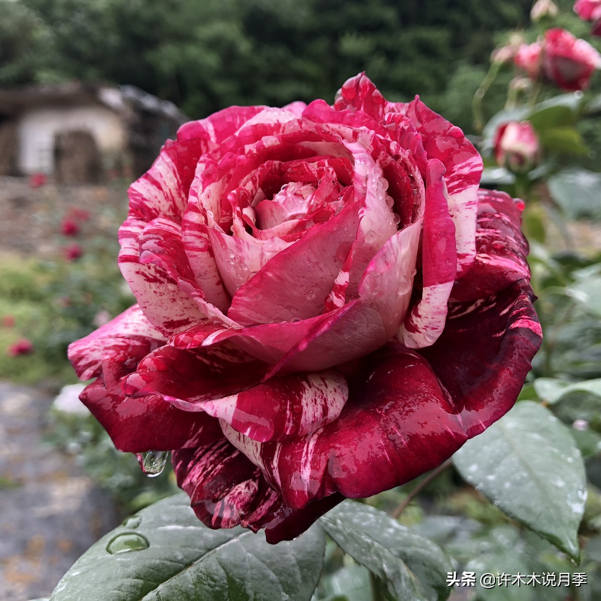 切花大全100种,鲜花大全50种花的花语