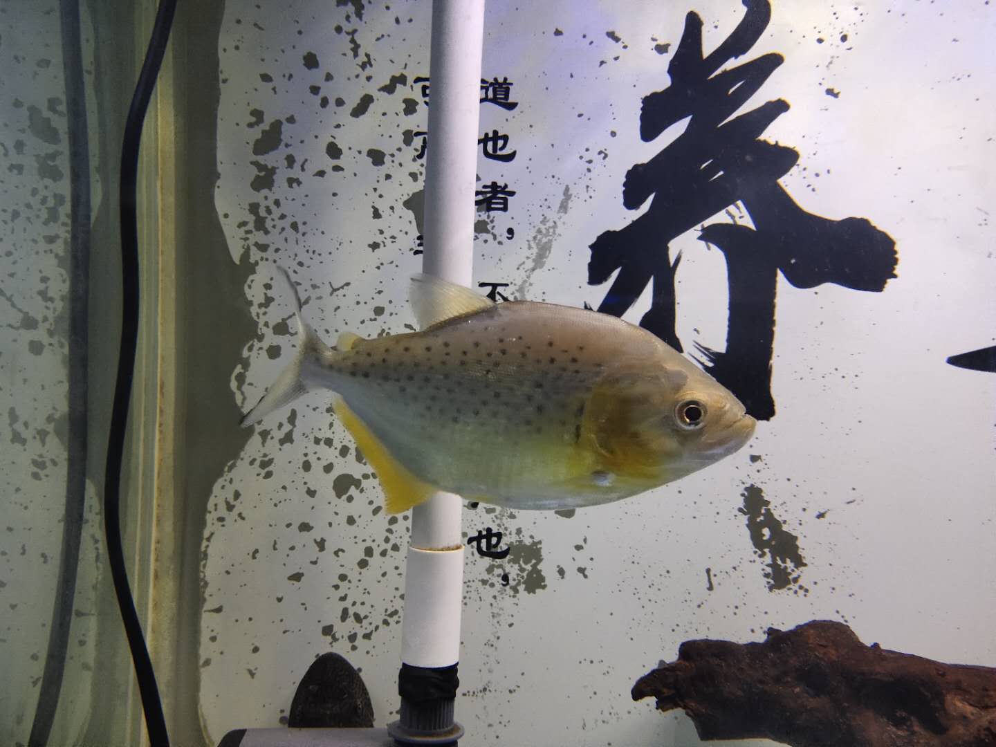 鱼缸换水后为什么还是很臭,鱼缸换水后鱼老是死