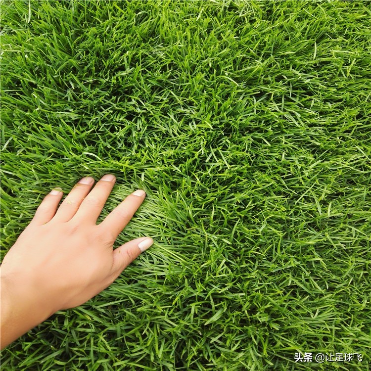 卓尔草皮喷绿漆,卓尔主场草皮事件结果