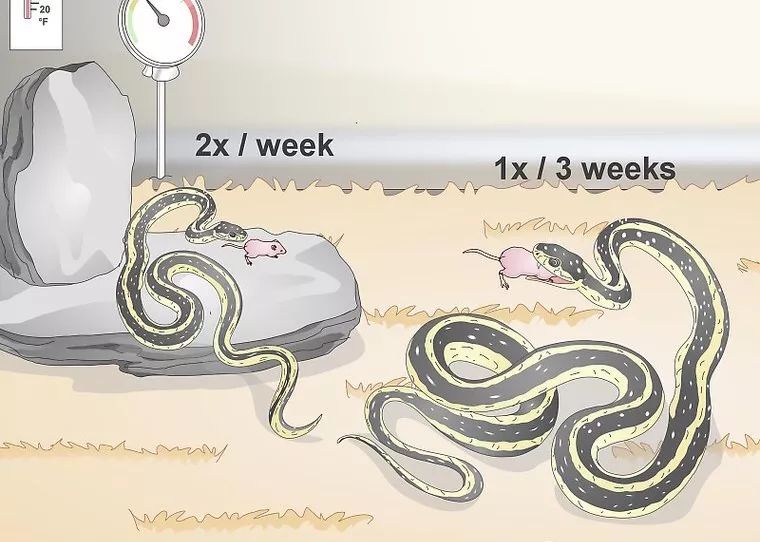 合法饲养宠物蛇,宠物蛇饲养视频