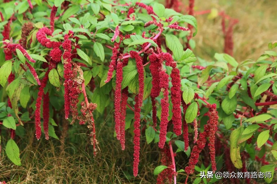 为了写文章我吃了霉苋菜梗，打算申请个工伤