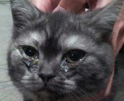 猫舍如何处理猫毛,猫舍买到猫鼻支不退款怎么办