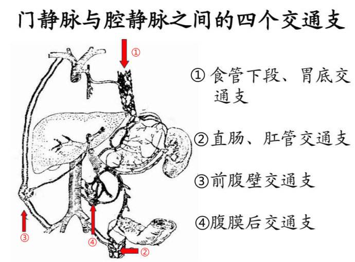 乙肝加胃病一起怎么治,慢乙肝和肝硬化的区别是什么